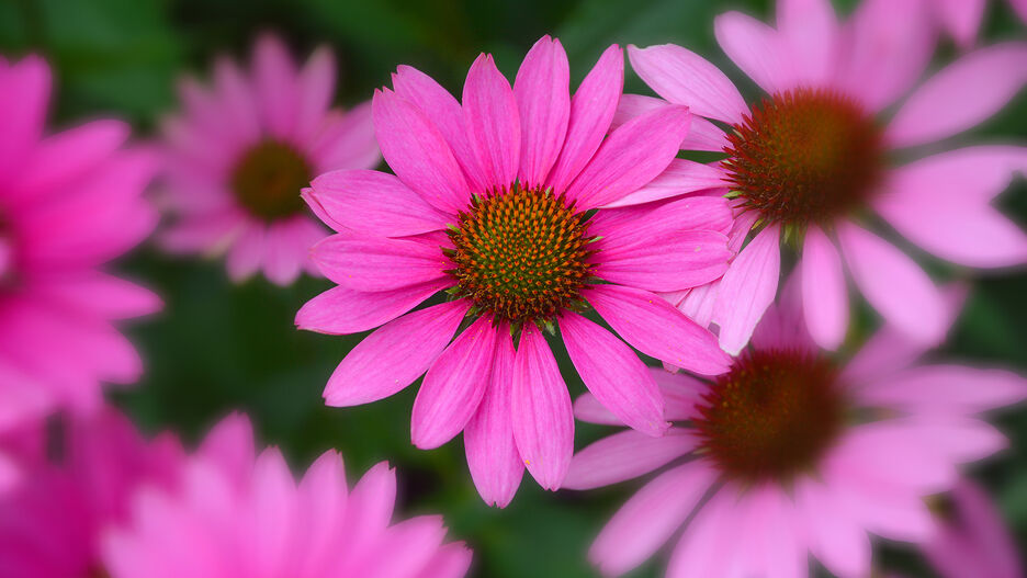 Nahaufnahme der Pflanze Sonnenhut (Echinacea purpurea)