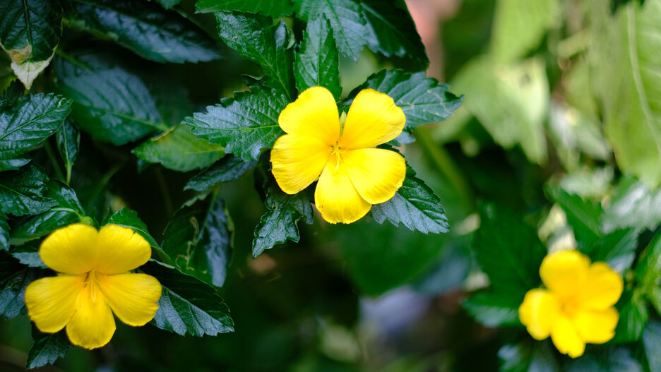 Detailaufnahme der Heilpflanze Damiana